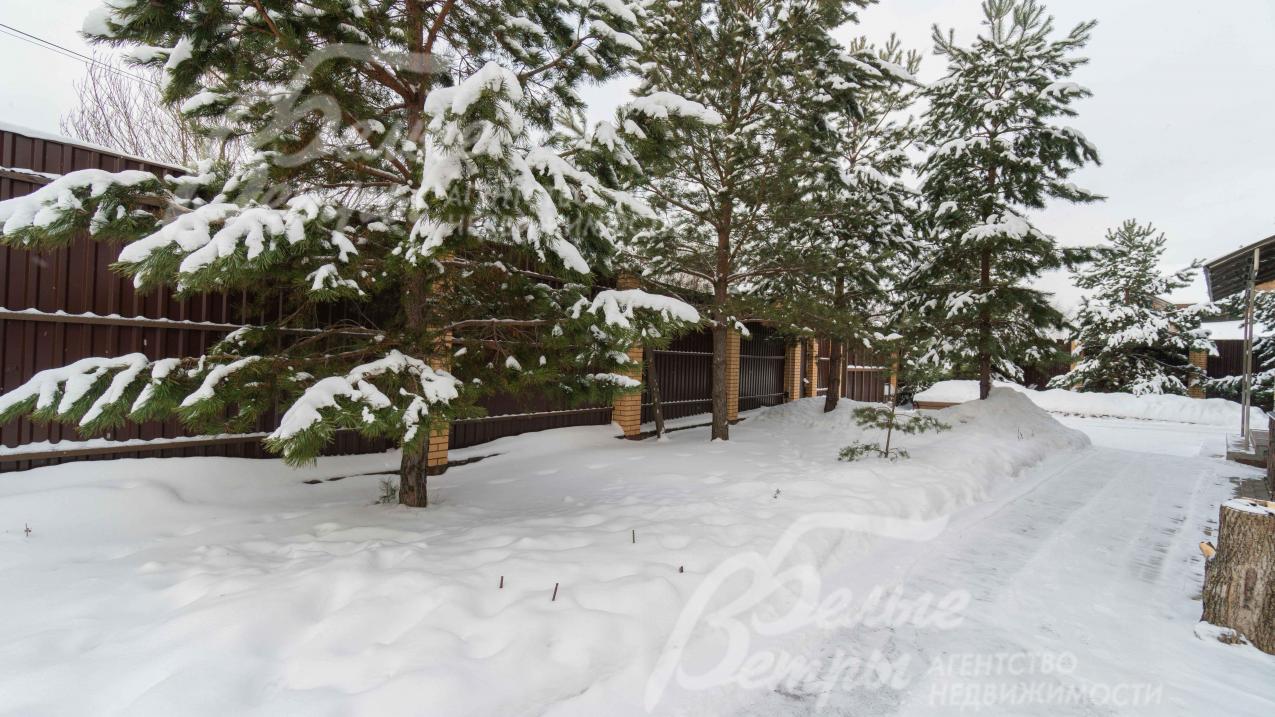 8-метровые сосны на участке