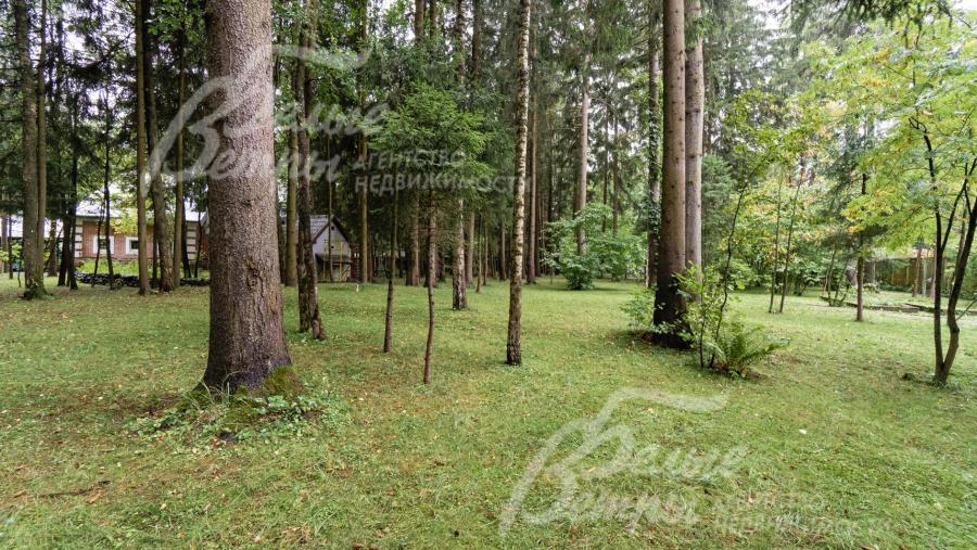 Участок с вековыми деревьями