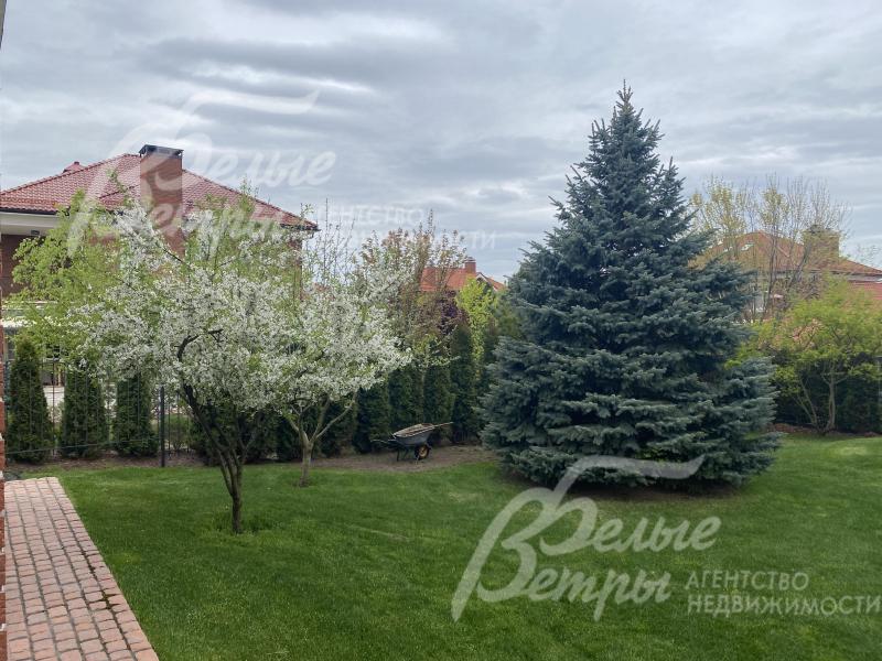 Много хвойных деревьев на участке