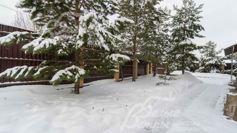 8-метровые сосны на участке