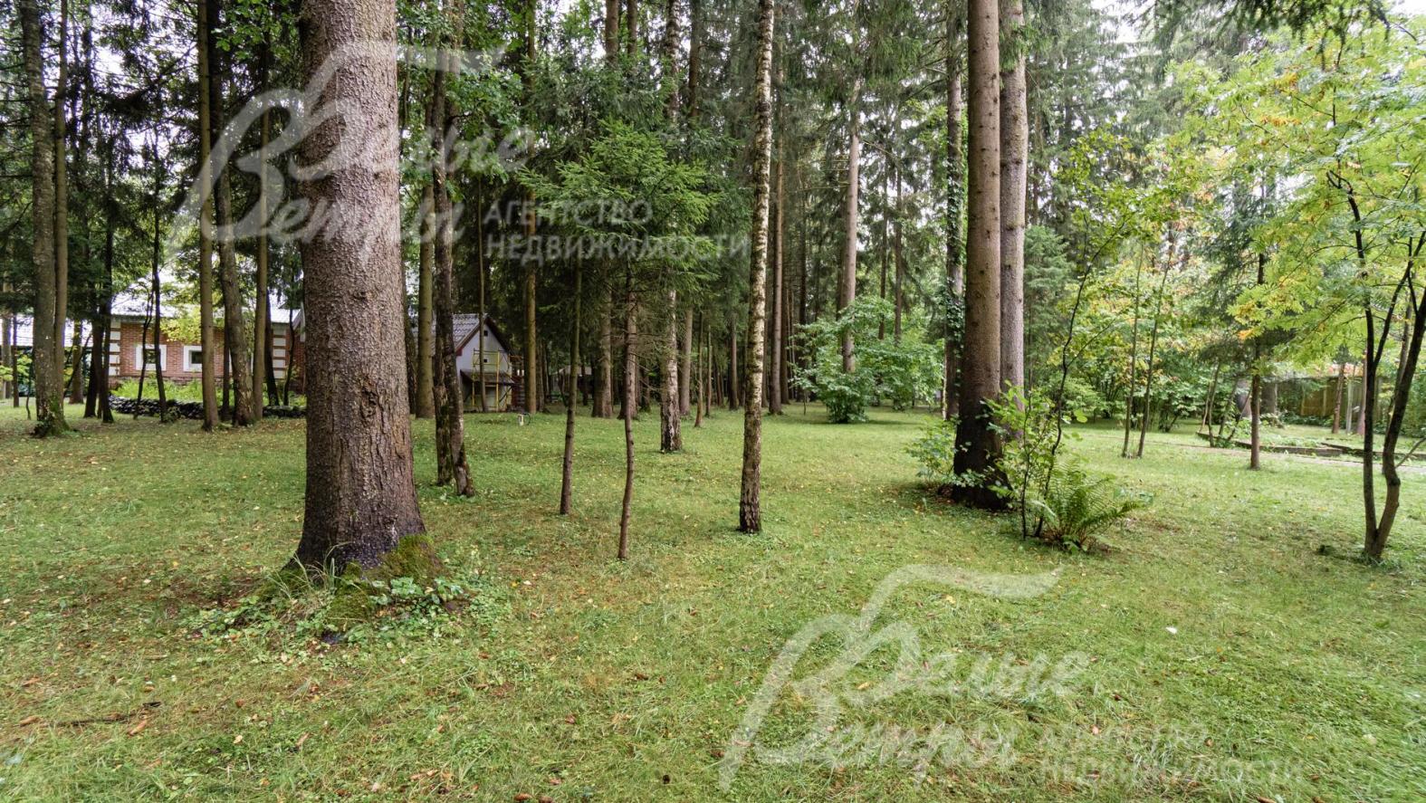 Участок с вековыми деревьями