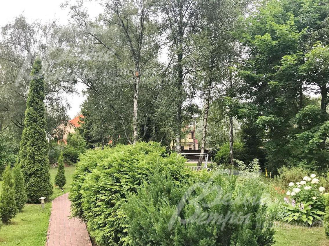 Лесной участок со множеством различных деревьев