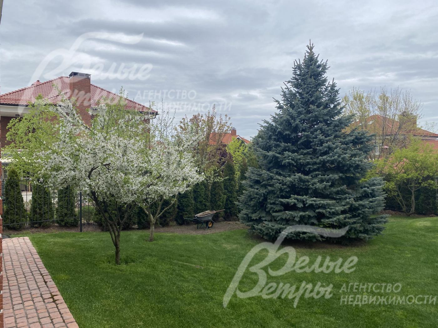 Много хвойных деревьев на участке