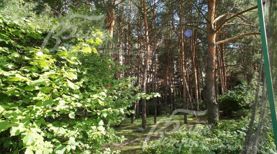 Лесная часть участка