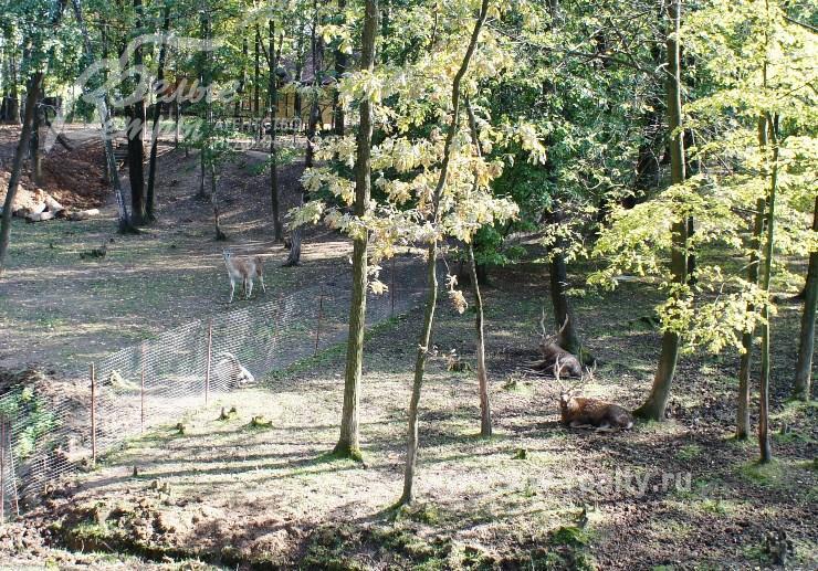 Зоопарк на территории поселка Дубровка